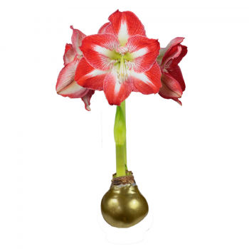 Gold Lacquered Minerva Amaryllis Bulb Size 36cm+